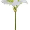 AMARYLLIS/Caprice,weiss/H.49cm
