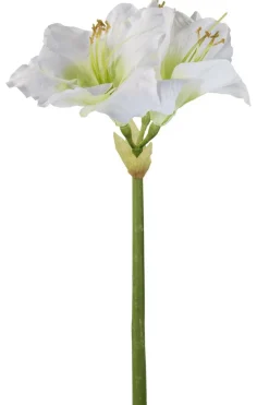 AMARYLLIS/Caprice,weiss/H.49cm