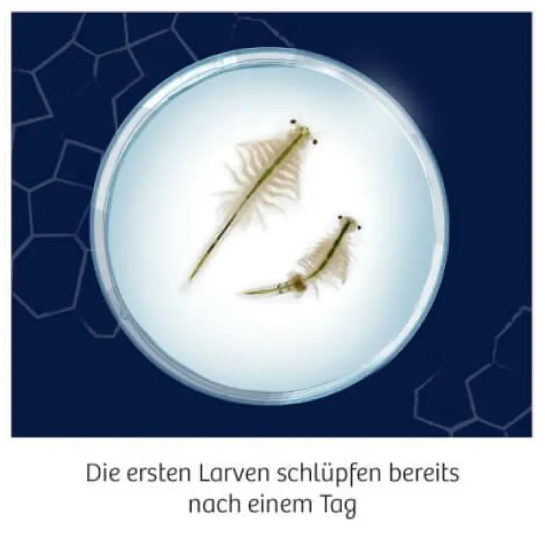 Fun Science - Wuselnde Salzkrebse