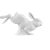 Hase 2016 Benjamin groß Weiss