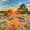 Heide im Sonnenuntergang - Puzzle 1000 Teile