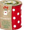 Kleines Pflanzset Weiße Margerite - Fröhliche Tupf