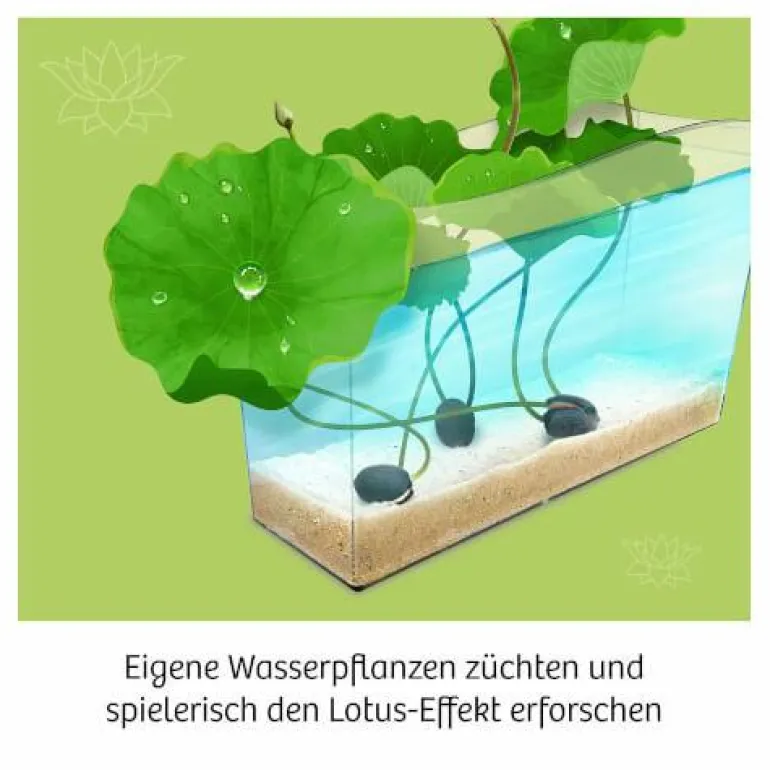 Lotusblume - Züchte Wasserpflanzen und erforsche d