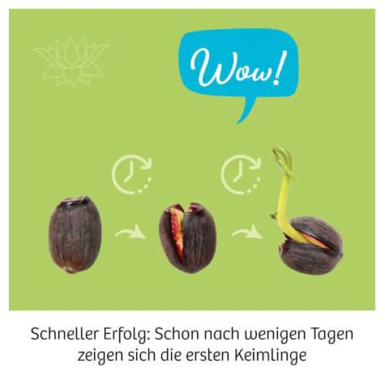 Lotusblume - Züchte Wasserpflanzen und erforsche d