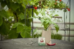 Minigarten Chili Fireflame
