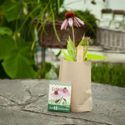 Minigarten Echinacea