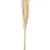 Pampasgras, natur 30-35 cm