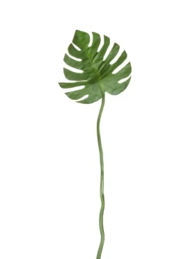 Philodendronblatt L. 72 cm