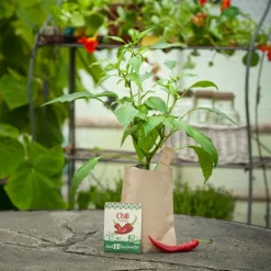 Saatgeschwister Minigarten Chili (Bio)