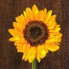 Sunflower For You Lunch-Servietten L 589900
