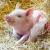 Unsere Bauernhoftiere - Puzzle 2x12 Teile