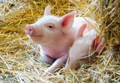 Unsere Bauernhoftiere - Puzzle 2x12 Teile